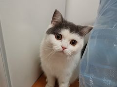 -宠爱国际动物医院·消化内科·心肾内科·ISFM猫友好(望京店)