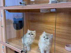 -猫十亿·布偶金渐层·曼基康矮脚猫舍(青年路店)