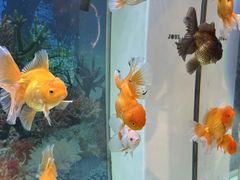 -破瓦寒窑·地摊烤羊排