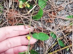-北海金海湾红树林生态旅游区