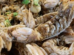 椒盐尿赖虾-老字号蛇口德记烧腊饭店·海鲜加工