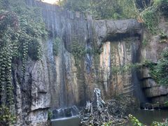 -西双版纳原始森林公园