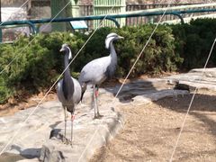 -大连森林动物园