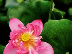 -云溪植物园