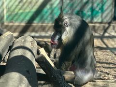 -昆明动物园