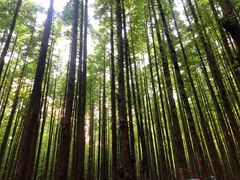 -山王坪喀斯特国家生态公园