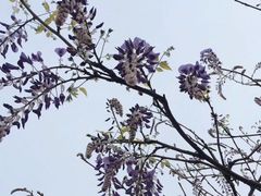-嘉定紫藤园