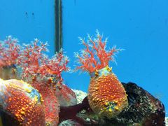 -北戴河圣蓝海洋公园