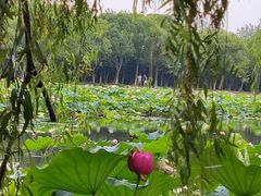 -荷塘月色湿地公园·向阳花洲