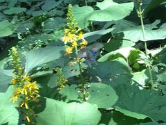 -洛阳白云山景区