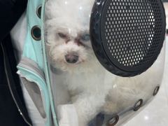 -安安宠医宠物医院·异宠·犬猫内科(岳阳分院)