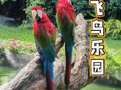 -广州长隆飞鸟乐园
