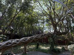 -瑞丽独树成林风景区