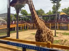 -西霞口神雕山野生动物世界