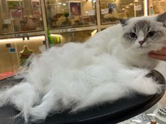 -momokira米努特·德文卷毛猫·棉花面纱犬