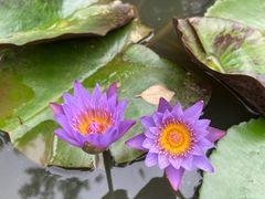-深圳仙湖植物园