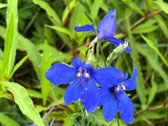 -塞罕坝国家级自然保护区