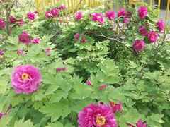 -洛阳市隋唐城遗址植物园