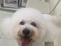 -瑞鹏宠物医院·微创内窥镜·骨外科·牙科(翠竹分院)