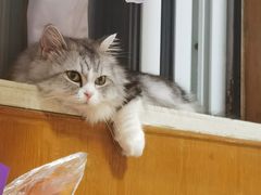 -欣宠猫屋·矮脚拿破仑·蓝金金渐层