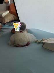 -玛瑞莎孕婴童摄影到家拍