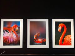 -罗红摄影艺术馆