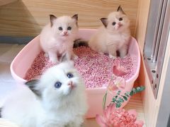 -十年猫舍·猫咪专门店(普陀店)