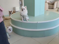 -怪兽屋·羊驼·猫咖·狗咖(俊华广场店)