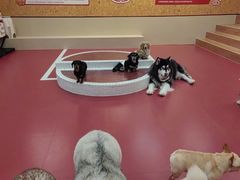 -和它·交个朋友·狗咖猫咖(爱琴海店)