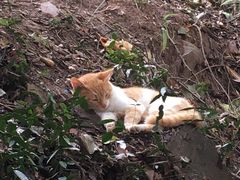 -雨花胜境
