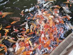 -南宫五洲植物乐园