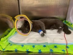 -凯特喵百思猫专科医院