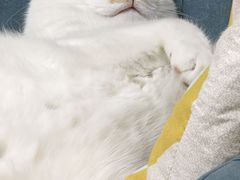 -纳吉亚猫专科动物诊疗中心(蒋宅口分院)