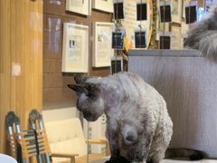 -藏猫猫咖啡主题馆(中央大道店)