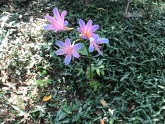 -上海佘山国家森林公园天马山园