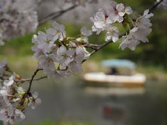 -顾村公园