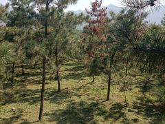 -秦岭风景区