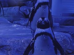 -上海海昌海洋公园