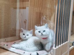 -老吴的猫·猫舍(新区店)