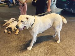 -汪说喵讲宠物乐园宠物酒店(红星美凯龙店)