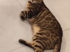 -三花喵·撸猫购宠·宠物生活馆(虹桥南丰城店)