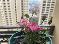 -桂桂茶(滨江百联店)
