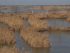 -盐城丹顶鹤湿地生态旅游区
