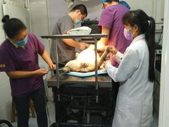 -达爱动物医院·犬猫分区·CT·复杂眼科(远洋山水分院)