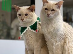 -Cappucimeow猫咪咖啡馆(韦伯时代店)