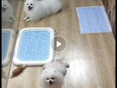 -宠物之家Pets Home 宠物寄养酒店