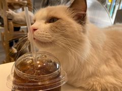 -飞行喵MR PILOT|猫舍·猫咖(静安大融城店)