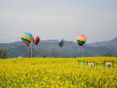 -桑洲油菜花景区