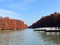 -上海海湾国家森林公园