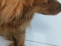 -嘉馨宠物医院·CT影像转诊·心脏科·犬猫全科诊疗中心(下沙大学城院区)